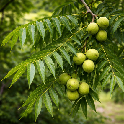 Juglans nigra