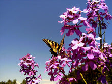 Julienne of the Ladies mauve