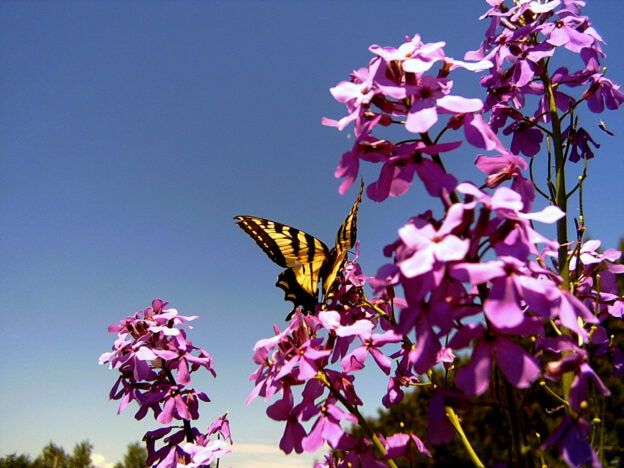 Julienne of the Ladies mauve