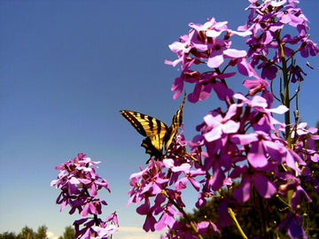 Julienne des Dames mauve