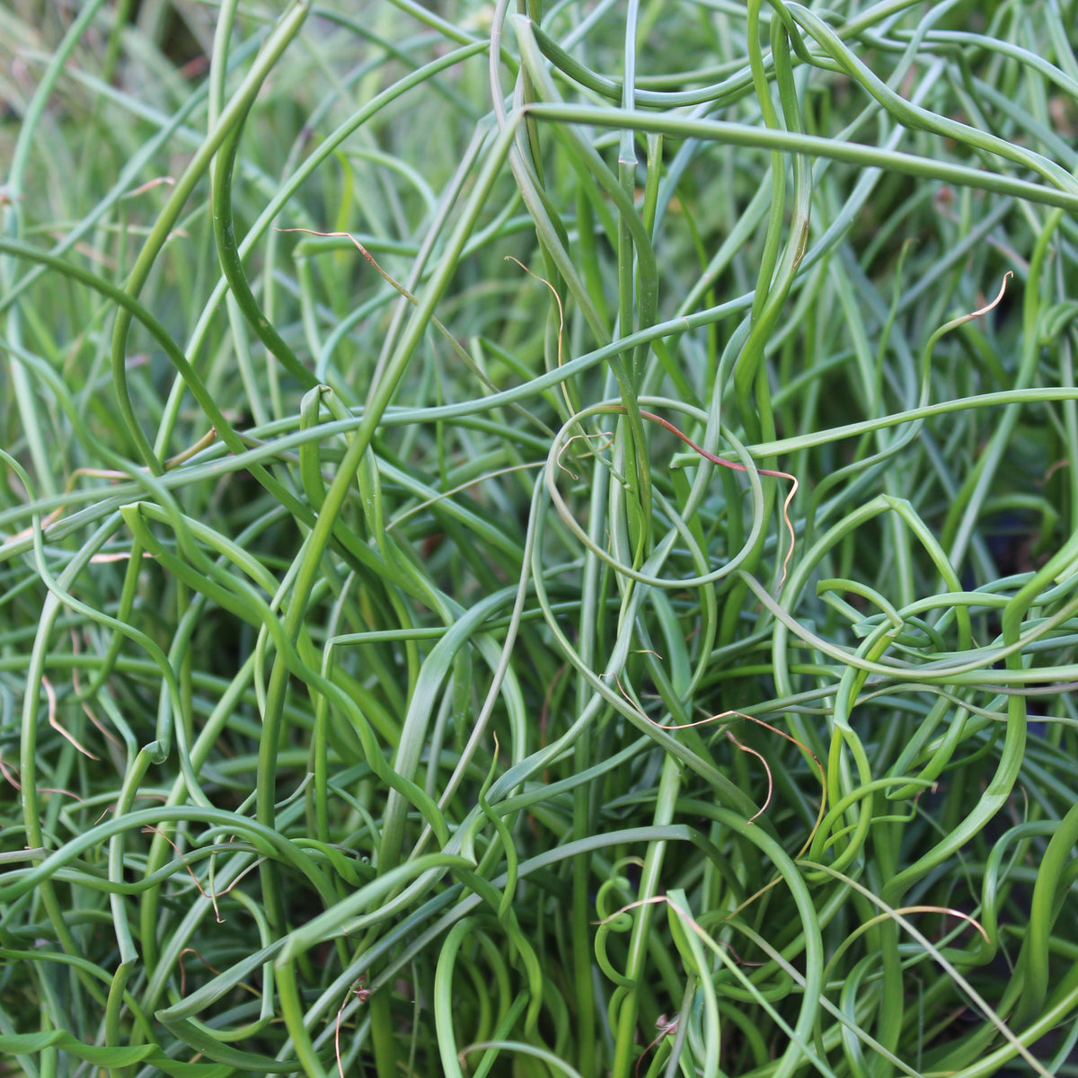 Photo de Juncus Twisted Arrow Fuseables. Le Juncus 'Twisted Arrow Fuseables' est un mélange unique de jonc et d’herbes ornementales, connu pour ses tiges torsadées et son feuillage érigé. Son port est touffe dressée combinant tiges droites et spiralées. La couleur caractéristique est : vert. Le visuel permet d’observer les contours, les teintes et la disposition des éléments présentés.