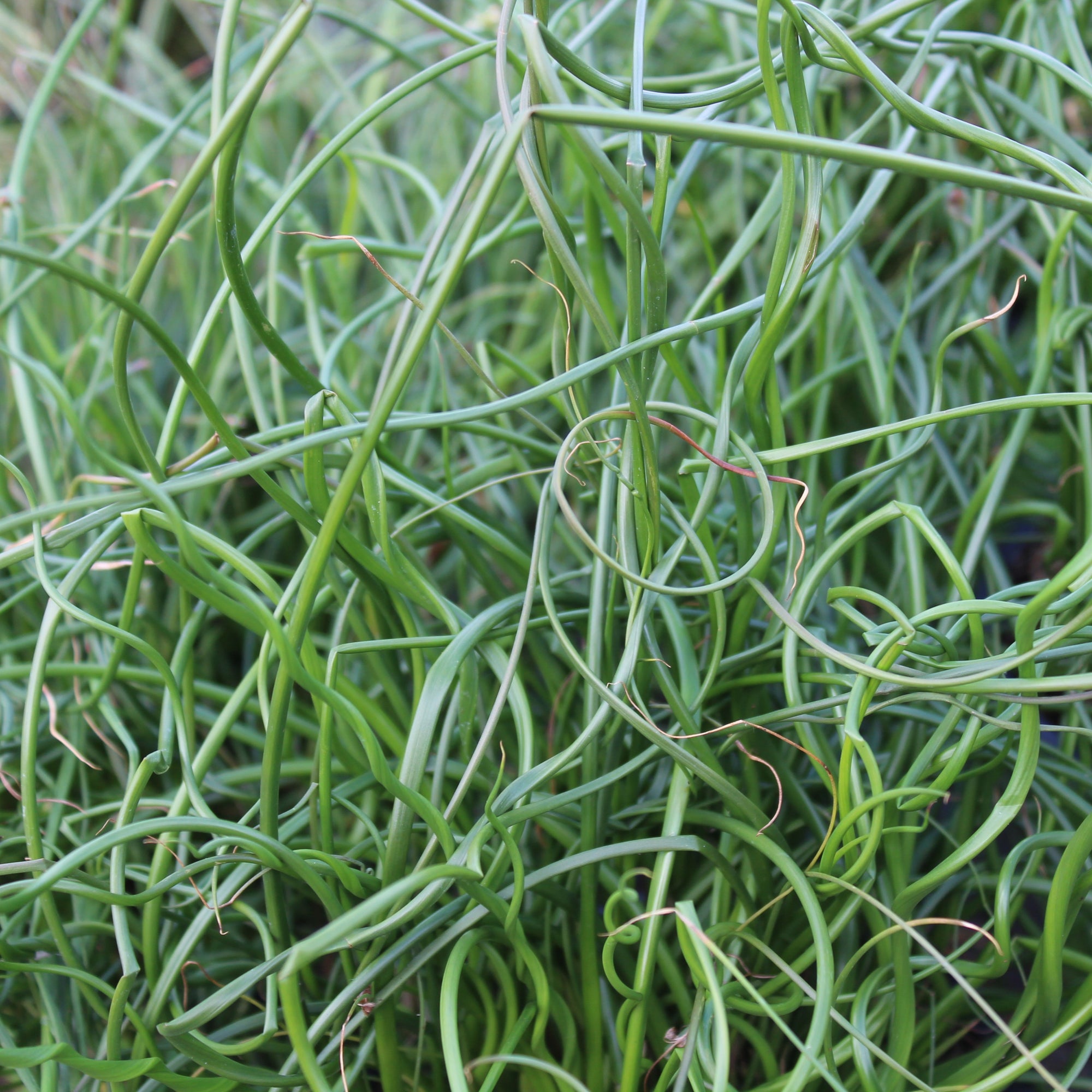 Photo de Juncus Twisted Arrow Fuseables. Le Juncus 'Twisted Arrow Fuseables' est un mélange unique de jonc et d’herbes ornementales, connu pour ses tiges torsadées et son feuillage érigé. Son port est touffe dressée combinant tiges droites et spiralées. La couleur caractéristique est : vert. Le visuel permet d’observer les contours, les teintes et la disposition des éléments présentés.