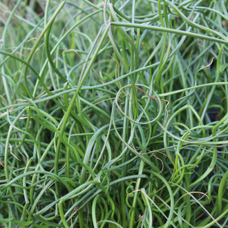 Photo de Jonc 'Twisted Arrow Fuseables'. Le Juncus 'Twisted Arrow Fuseables' est un mélange unique de jonc et d'herbes ornementales, connu pour ses tiges torsadées et son feuillage érigé. Son port est touffe dressée combinant tiges droites et spiralées. La couleur caractéristique est : vert. Le visuel permet d'observer les contours, les teintes et la disposition des éléments présentés.