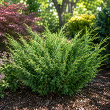 Juniperus chinensis 'Shimpaku'