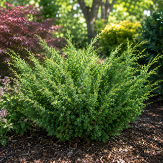 Juniperus chinensis 'Shimpaku'