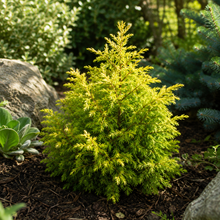 Juniperus communis 'Gold Cone'