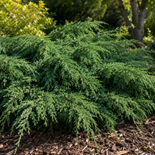 Juniperus horizontalis 'Turquoise Spreader'