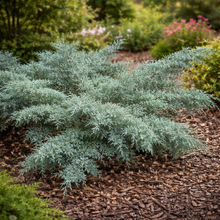 Genévrier de Chine ‘Angelica Blue’ (Juniperus chinensis)