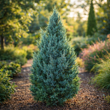 Genévrier de Chine ‘Blue Point’ (Juniperus chinensis)
