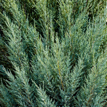 Genévrier de Chine ‘Blue Point’ (Juniperus chinensis)