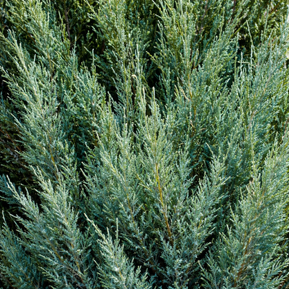 Juniperus chinensis 'Blue Point'