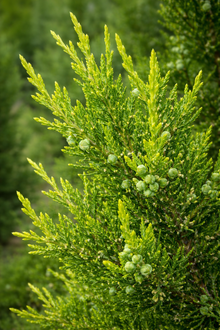 Genévrier de Chine ‘Fairview’ (Juniperus chinensis)