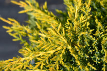 Genévrier de Chine ‘Gold Star’ (Juniperus chinensis)