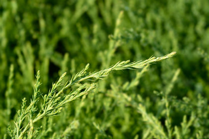 Juniperus chinensis 'Mint Julep'