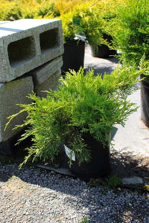 Juniperus chinensis 'Old Gold'