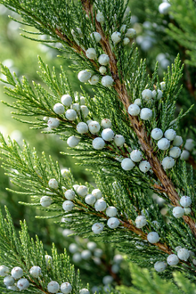 Juniperus chinensis 'Spartan'