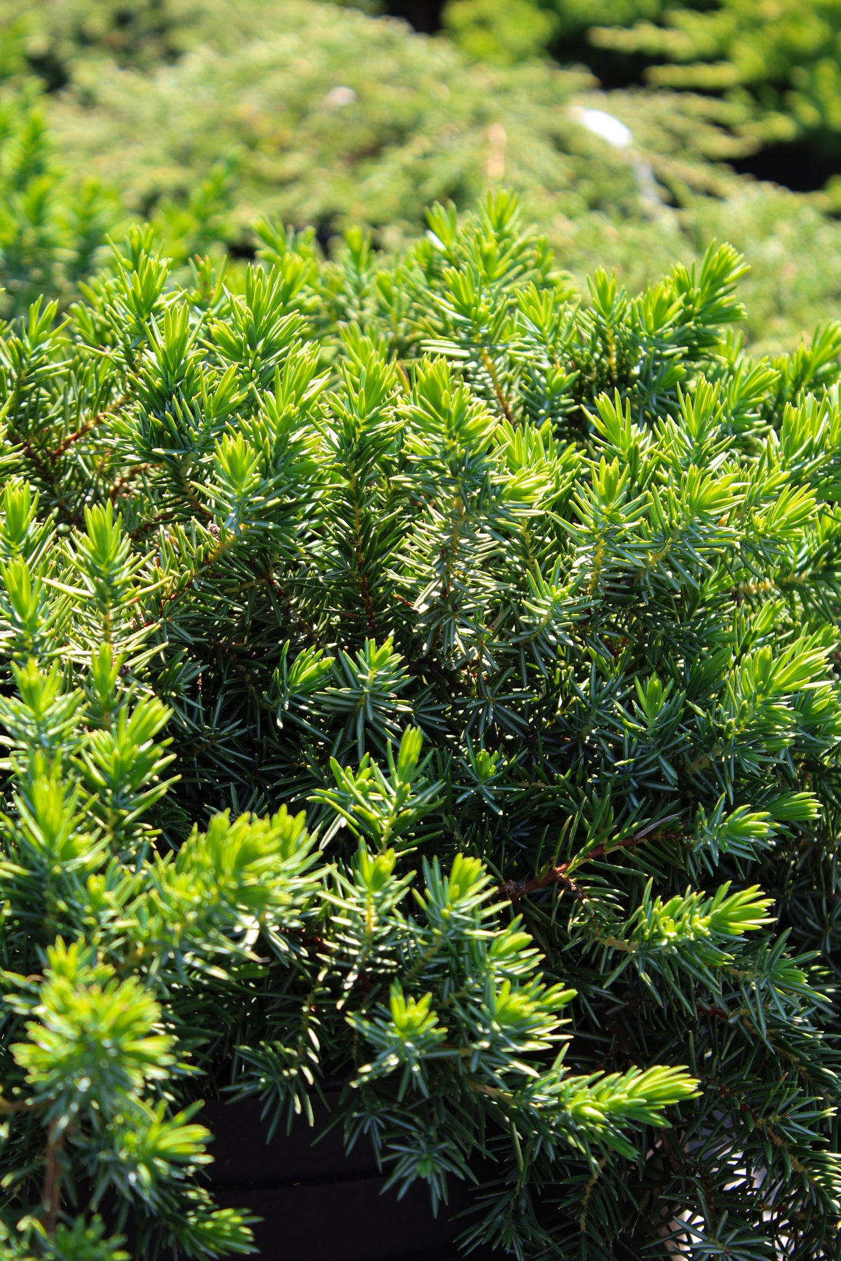 Genévrier conferta ‘Blue Pacific’ (Juniperus conferta)