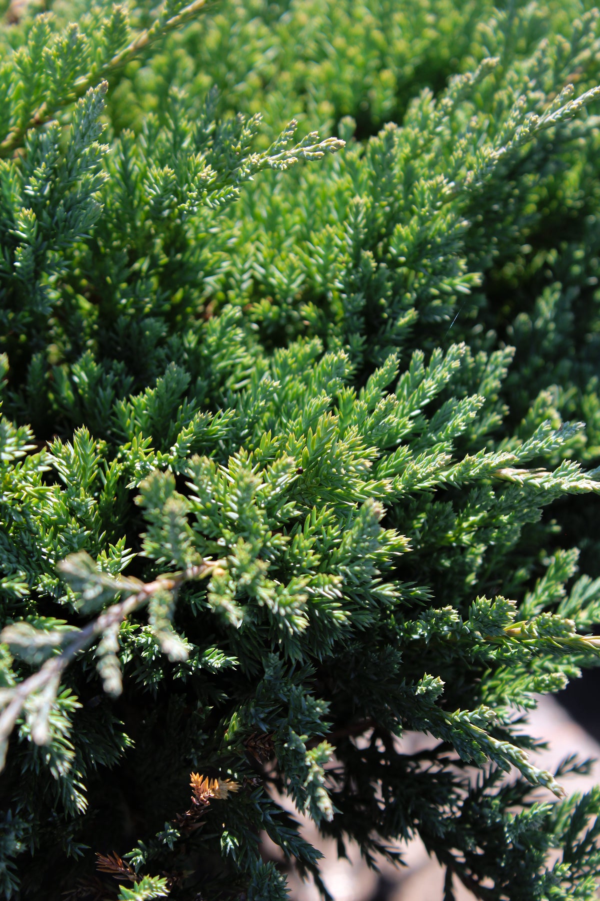 Genévrier rampant ‘Blue Chip’ (Juniperus horizontalis)