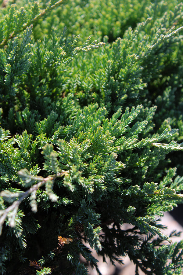 Juniperus horizontalis 'Blue Chip'