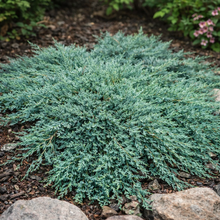 Juniperus horizontalis 'Ice Blue'
