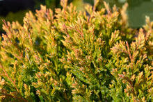 Juniperus horizontalis 'Lime Glow'