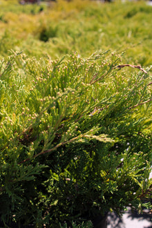 Juniperus horizontalis 'Plumosa Compacta'