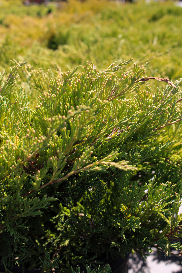 Juniperus horizontalis 'Plumosa Compacta'
