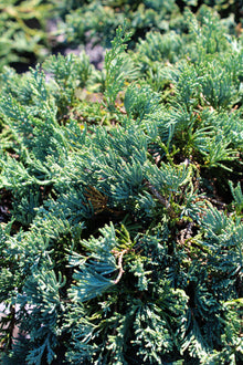 Juniperus horizontalis 'Wiltonii'
