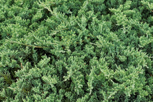 Juniperus procumbens 'Nana'