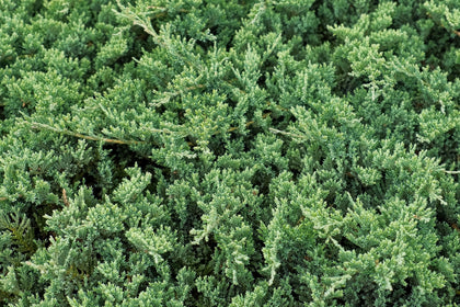 Juniperus procumbens 'Nana'