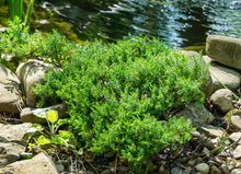 Juniperus procumbens 'Nana'