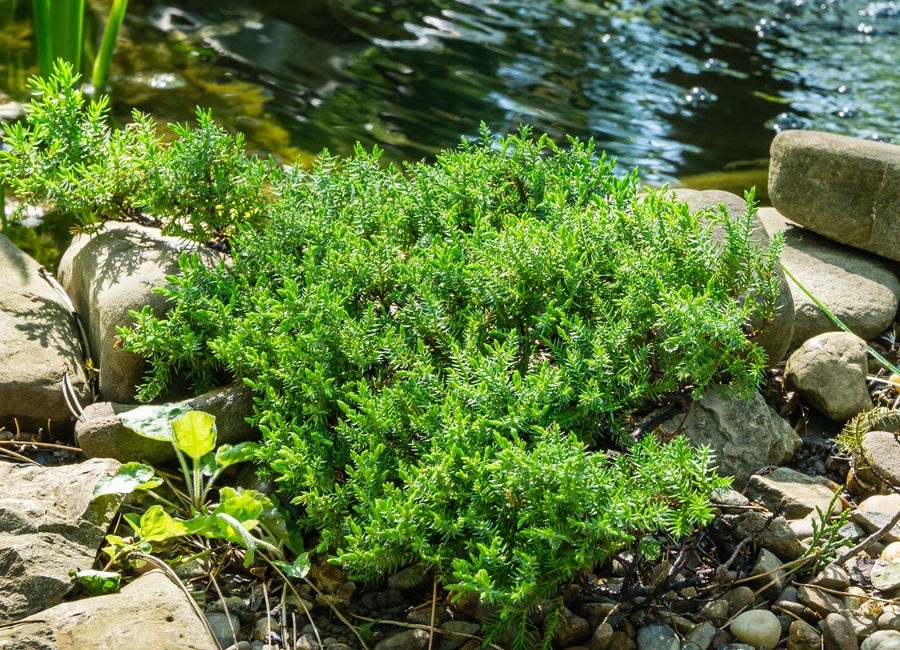 Juniperus procumbens 'Nana'
