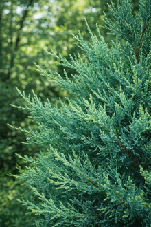 Juniperus scopulorum 'Blue Heaven'