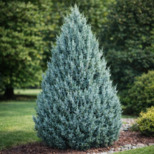 Juniperus scopulorum 'Moffetii'