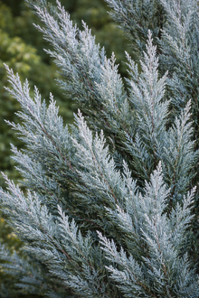 Juniperus scopulorum 'Moonglow'