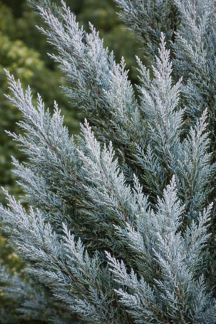 Juniperus scopulorum 'Moonglow'