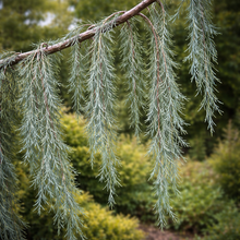 Juniperus scopulorum 'Tolleson's Blue Weeping'