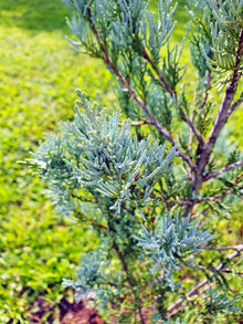 Juniperus scopulorum 'Wichita Blue'