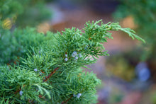 Juniperus scopulorum 'Moffetii'