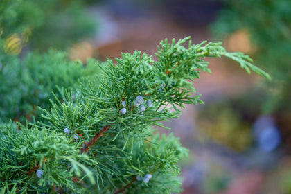 Juniperus scopulorum 'Moffetii'