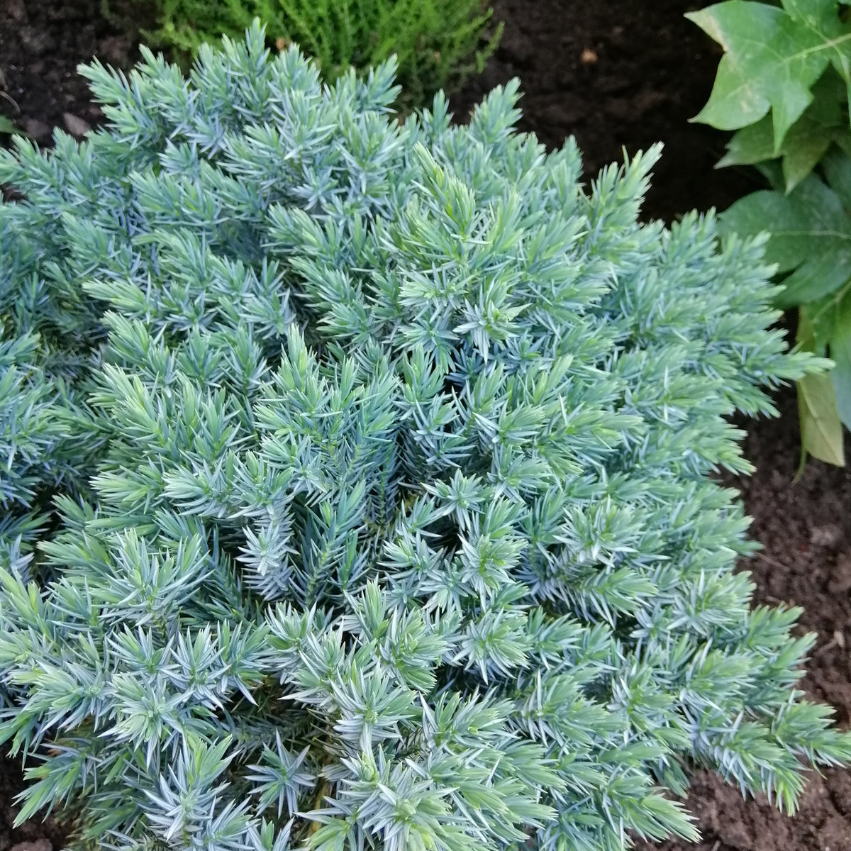 Juniperus squamata 'Blue Star'