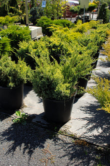 Juniperus squamata 'Dream Joy'