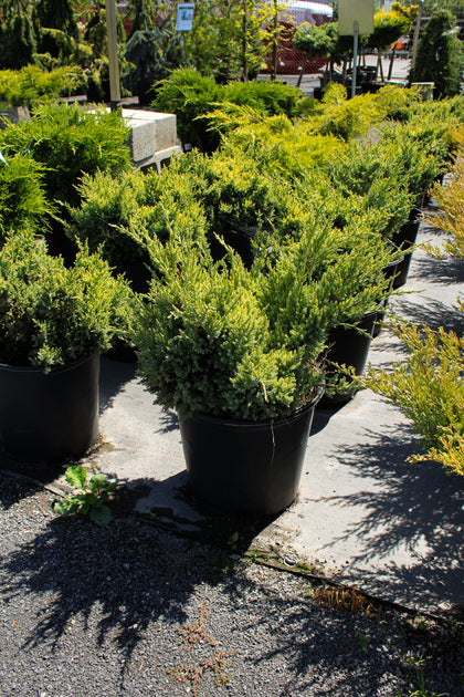 Juniperus squamata 'Dream Joy'