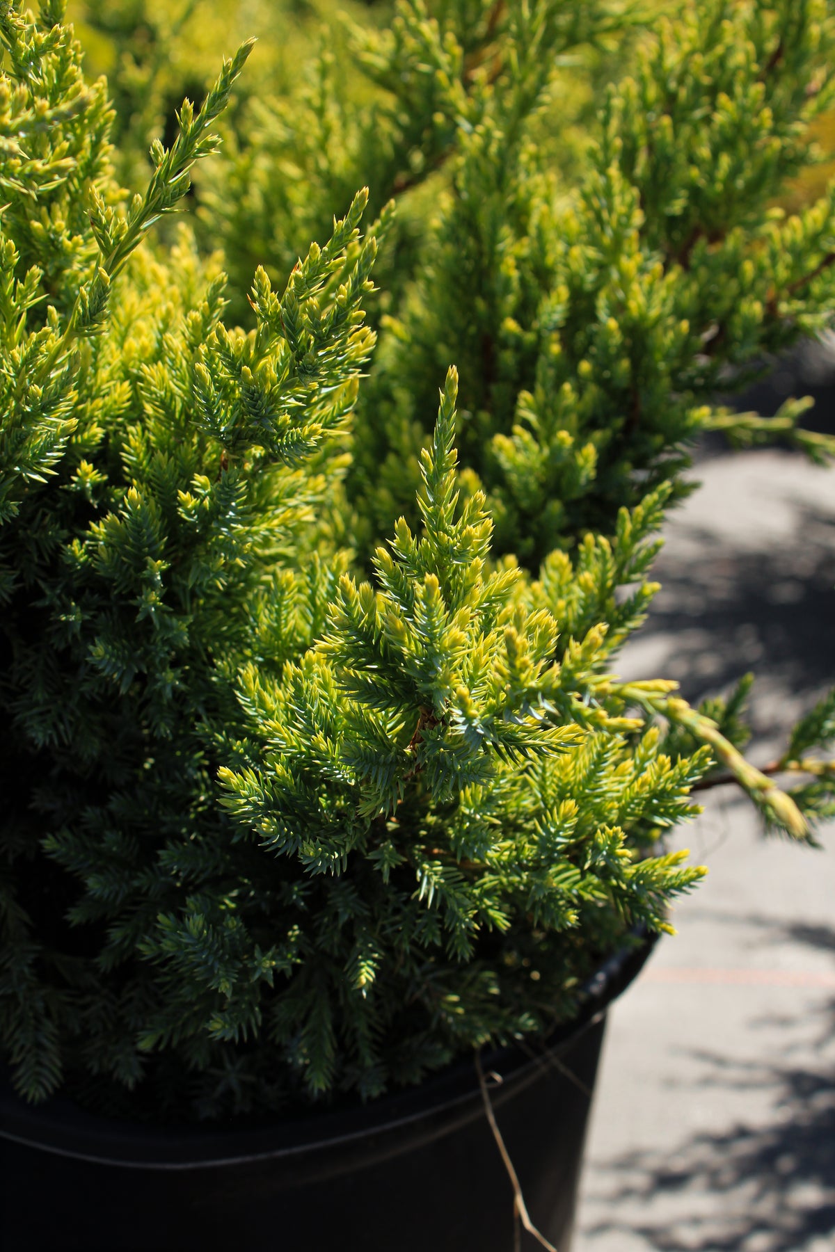 Juniperus squamata 'Dream Joy'