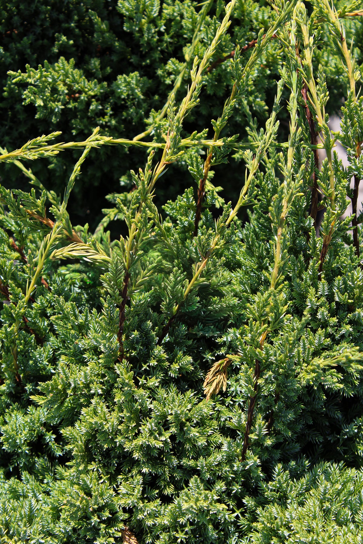 Genévrier ‘Holger’ (Juniperus squamata)