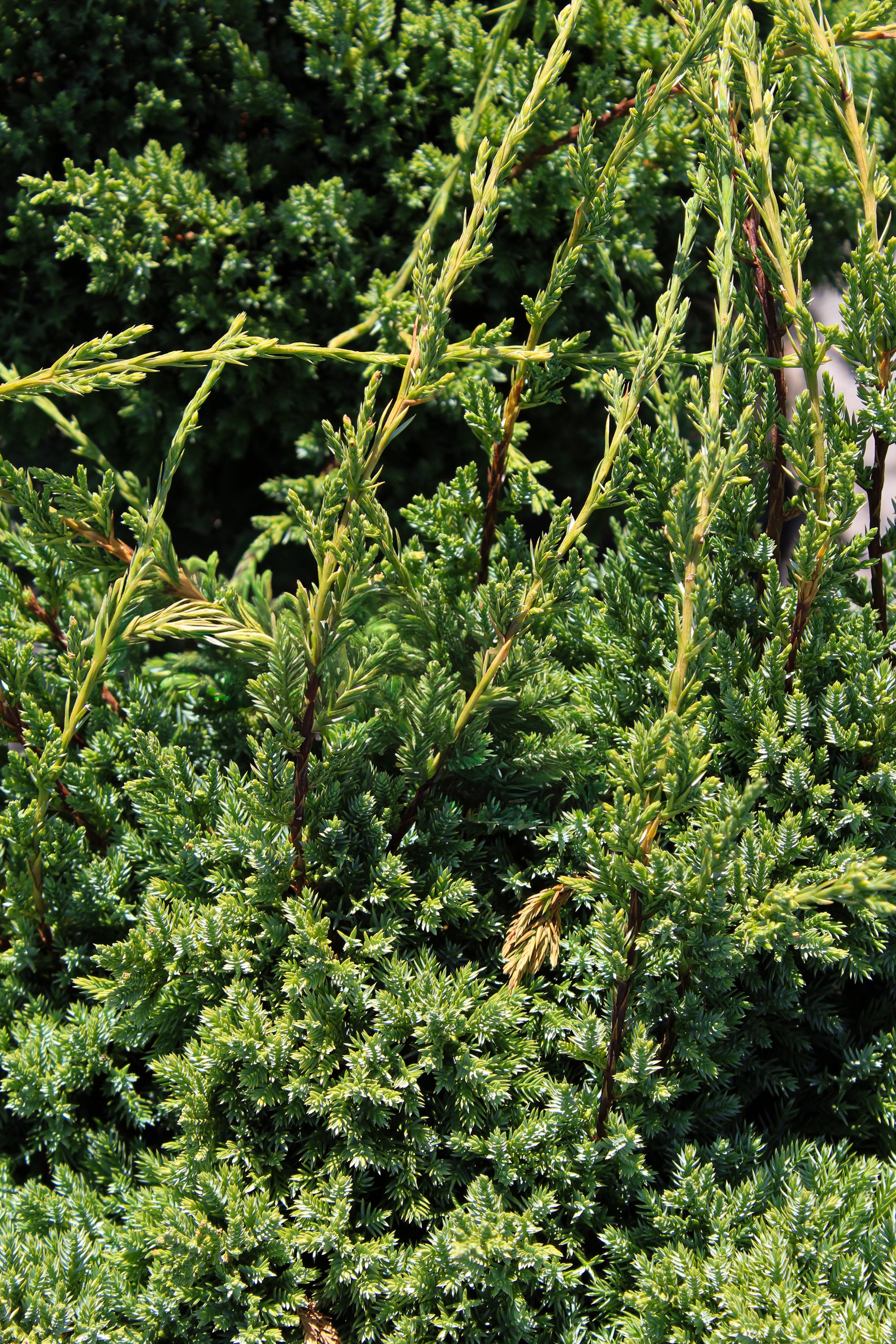 Juniperus squamata 'Holger'