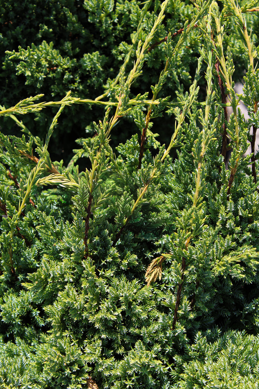 Juniperus squamata 'Holger'