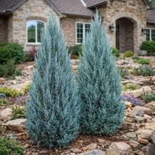 Juniperus virginiana 'Blue Arrow'
