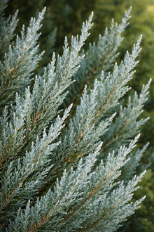 Juniperus virginiana 'Blue Arrow'