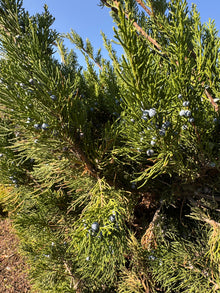 Juniperus virginiana 'Taylor'